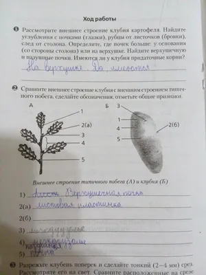 Стебель, его строение и значение - презентация онлайн