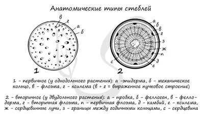 Готовая Лабораторная работа №1, из §10, учебник Биология 6 класс Пасечник |  DNSIS авторские ГДЗ