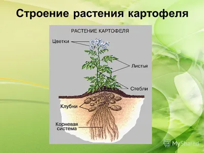 Части завода Морфология и анатомия картофельного клубня Структура в разделе  Иллюстрация вектора - иллюстрации насчитывающей флора, маштаб: 160577915