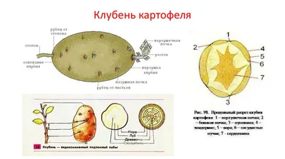 КАРТОФЕЛЬ ФРИ ВОЛНИСТЫЙ 400 ГР.