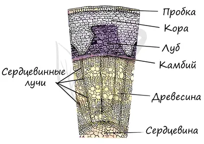 О вреде картофеля | Пикабу