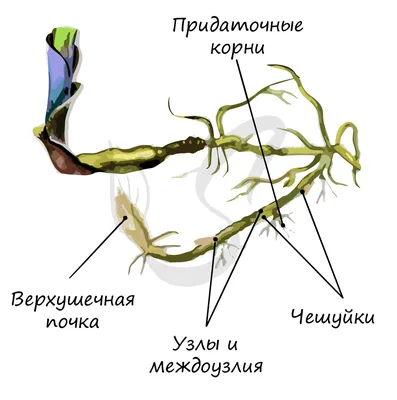 Видоизменения побегов. 6 класс - презентация онлайн