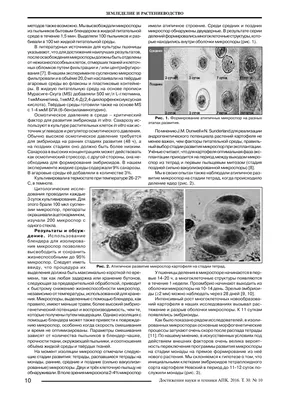 Ручная спиральная слайсер для картофеля 304 из нержавеющей стали, витой  картофель, яблоко, груша, овощерезка, «сделай сам», слайсер для барбекю,  для кухни, французская фри | AliExpress