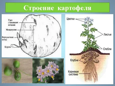 Побег, подготовка к ЕГЭ по биологии