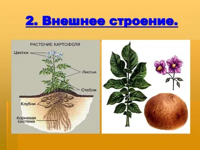 Индукция эмбриоидогенеза в культуре изолированных микроспор тетраплоидного  сорта картофеля (Solanum tuberosum L. ) Невский