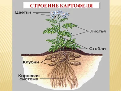 Агротехника возделывания картофеля - презентация онлайн