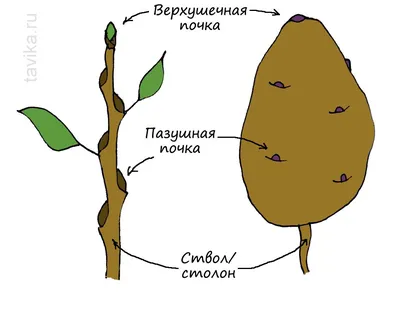 Опыты с растениями. Подземные кладовые - tavika.ru