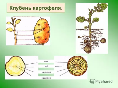 Презентация \"Картофель (картошка)\" (5 класс) по биологии – скачать проект