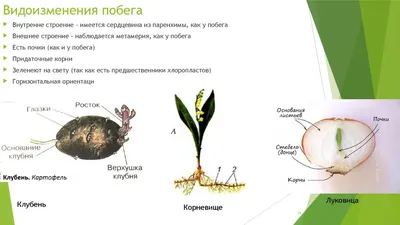 Сравнительный анализ продуктов гидроксиэтилирования картофельного и  кукурузного крахмалов методами газожидкостной хроматографии и ЯМР 13С  спектроскопии – тема научной статьи по химическим наукам читайте бесплатно  текст научно-исследовательской работы в ...