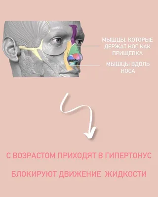 Конспект открытого урока:«Стебель, его строение и значение».