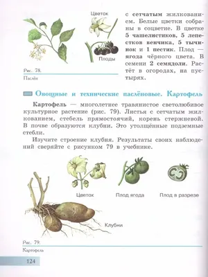 Строение корневища - презентация онлайн