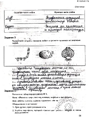 Презентация на тему: \"Видоизмененные подземные побеги (биология 6 кл).  Ярославцева Ю.В. Учитель биологии и химии. г. Тобольск 2010.\". Скачать  бесплатно и без регистрации.