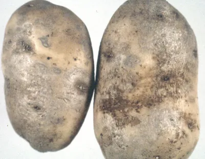 Болезни картофеля: описание, фото, лечение | Чудогрядка.рф | Дзен