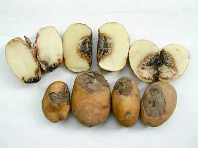 7 болезней картофеля, которые влияют на состояние человека — TOMSK.RU