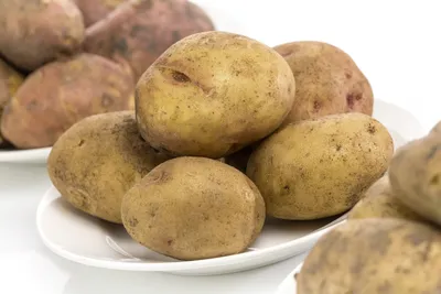 Обыкновенная парша картофеля – болезни растений