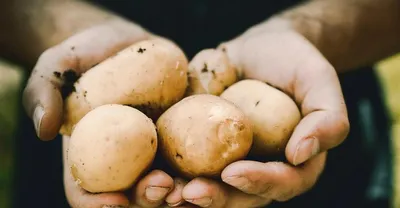 Когда выкапывать картофель на хранение в 2021 году: как определить, что  можно копать картофель - 5 августа 2021 - 26.ru