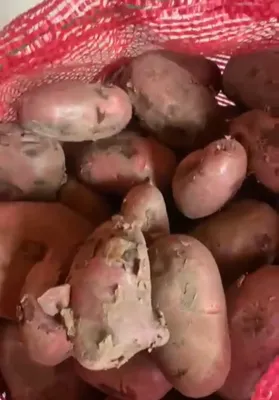 Картошка в магазинах запаршивела - Росконтроль