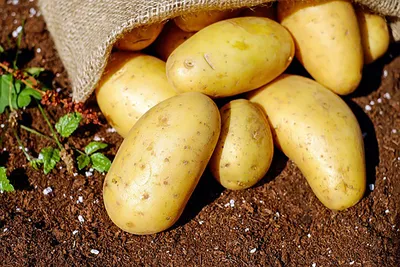 Что делать, чтобы картофель не гнил зимой в погребе - Телеграф