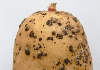 Фузариоз, или сухая гниль картофеля
