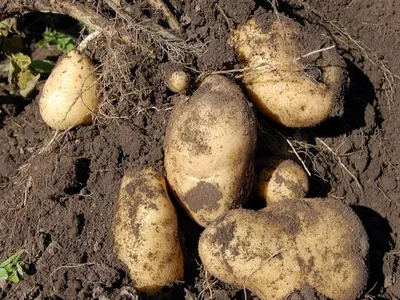 Знаете ли вы, чем болеет картофель при хранении?