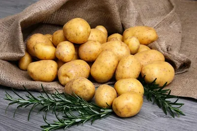 Выращиваем вкусный картофель — SonceSad Выращиваем вкусный картофель —  SonceSad