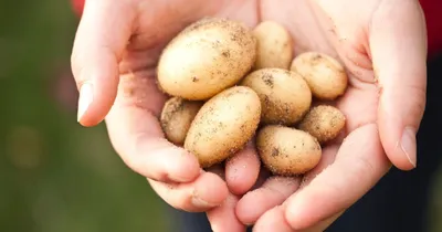 Более 41 тонны картофеля проверили в хранилищах Курской и Орловской  областей на два опаснейших патогена — АгроXXI