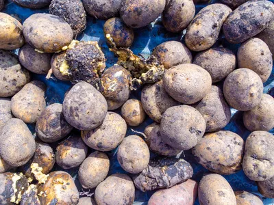 Сухая гниль картофеля: первые признаки, методы борьбы и профилактики |  Agro-Market