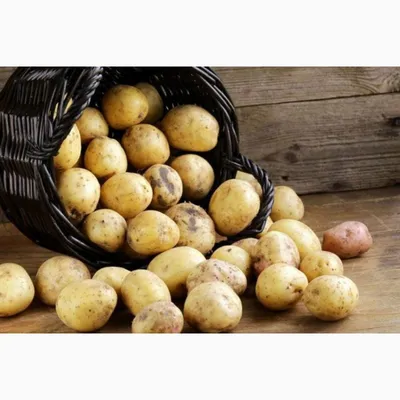Как защитить картофель от фомоза – Овощи и Фрукты журнал