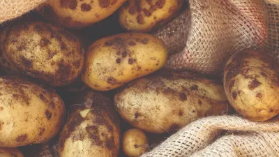 Картофель: посадка, сорта, предшественники и особенности выращивания в  Казахстане