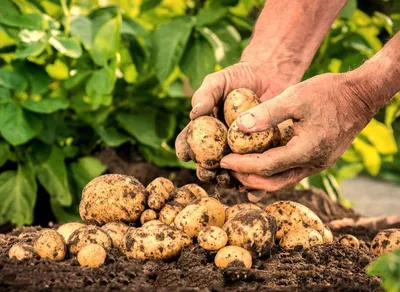 Сухая гниль на картошке или беда научит! Как получить хороший урожай  картофеля? 🥔🍠 - YouTube