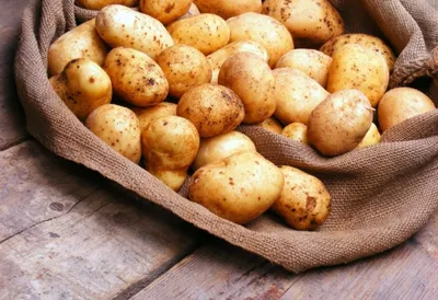 Предотвращение проблем хранения картофеля — Журнал \"Картофельная Система\"