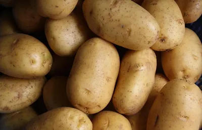 Как сохранить семенной картофель - Публикации