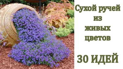 Сухой ручей — оригинальная идея для сада: завершаем лето дачными заботами -  Экспресс газета