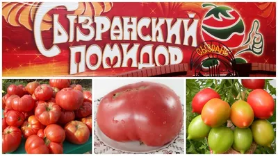 Праздник «Сызранский помидор-2018» — Государственное бюджетное  общеобразовательное учреждение Самарской области средняя  общеобразовательная школа № 29 города Сызрани городского округа Сызрань  Самарской области