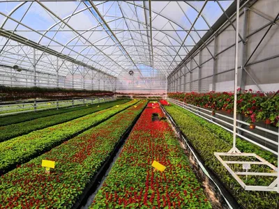 Каркас теплицы ДВ Профи (3 x 6 метра)