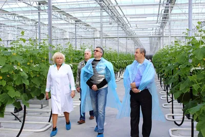 Парник Fazenda 4 для капусты, помидоров, огурцов