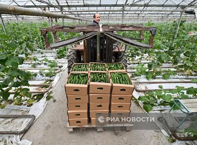 Самые урожайные сорта огурцов для теплицы - полезные статьи о садоводстве  от Agro-Market24
