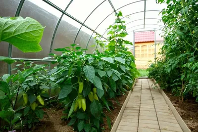 Теплица Сибирская Прямостенная - купить парник с усиленным каркасом из  поликарбоната