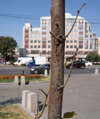 Болезни липы