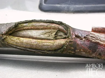 Болезни липы