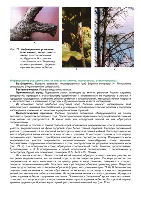 Ярославские липы поразил рак?
