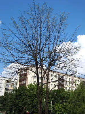 ТИРОСТРОМОЗ ЛИПЫ В УСЛОВИЯХ УРБАНИЗИРОВАННОЙ ГОРОДСКОЙ СРЕДЫ