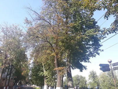 Комплексный уход за деревьями в первые 3 года после пересадки
