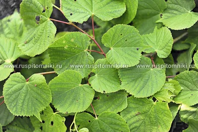 Фото-блог Лесного Доктора - Страница 5