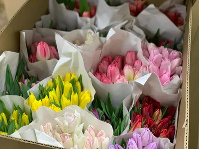 Купить тюльпаны оптом на 8 марта 2022 года: цены и бронирование - Arcus  Flowers