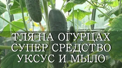 ТЛЯ НА ОГУРЦАХ СУПЕР СРЕДСТВО УКСУС И МЫЛО. - YouTube