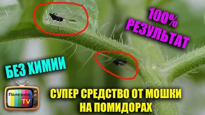 Вредители томатов: вредители помидоров и борьба с ними - Agro-Market