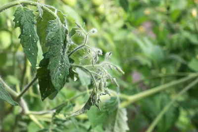 Вредители помидоров и борьба с ними - Agro-Market24