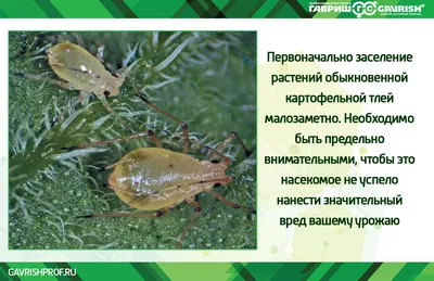 Чем подкормить и как поливать помидоры, чтобы они быстрее покраснели и  созрели и были вкусными: когда собирать томаты, что положить для ускорения  созревания - 12 июля 2023 - НГС