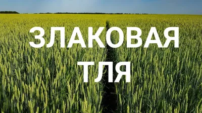 Обыкновенная злаковая тля. Описание и методы борьбы